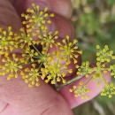 Foeniculum vulgare Mill.Foeniculum vulgare Mill.