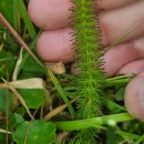 Trocdaris verticillatum (L.) Raf.Trocdaris verticillatum (L.) Raf.