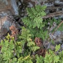 Oeosporangium tinaei (Tod.) Fraser-Jenk.Oeosporangium tinaei (Tod.) Fraser-Jenk.