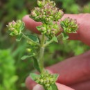 Origanum vulgare L. subsp. virens (Hoffmanns. & Link) Ietsw.Origanum vulgare L. subsp. virens (Hoffmanns. & Link) Ietsw.