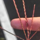 Digitaria sanguinalis (L.) Scop.Digitaria sanguinalis (L.) Scop.
