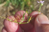 Spergularia capillacea (Kindb.) Willk.Spergularia capillacea (Kindb.) Willk.