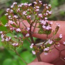 Centranthus calcitrapae ( L.) Dufr.Centranthus calcitrapae ( L.) Dufr.