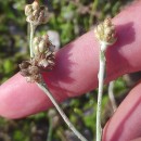 Helichrysum luteoalbum (L.) Rchb.Helichrysum luteoalbum (L.) Rchb.