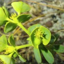 Euphorbia portlandica L.Euphorbia portlandica L.