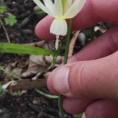 Narcissus triandrus L. subsp. triandrusNarcissus triandrus L. subsp. triandrus