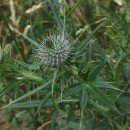 Cirsium vulgare (Savi) Ten.Cirsium vulgare (Savi) Ten.
