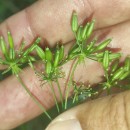 Chaerophyllum temulum L.Chaerophyllum temulum L.