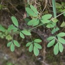 Ceratocapnos claviculata (L.) LidénCeratocapnos claviculata (L.) Lidén