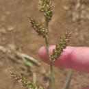 Echinochloa crus-galli (L.) Beauv.Echinochloa crus-galli (L.) Beauv.
