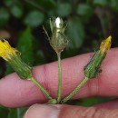 Sonchus oleraceus L.Sonchus oleraceus L.