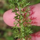 Achillea millefolium L.Achillea millefolium L.