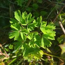 Aquilegia vulgaris L.Aquilegia vulgaris L.