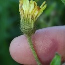 Andryala integrifolia L.Andryala integrifolia L.