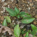 Viola lactea Sm.Viola lactea Sm.
