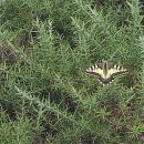 Papilio machaon Linnaeus, 1758Papilio machaon Linnaeus, 1758