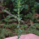 Genista berberidea LangeGenista berberidea Lange