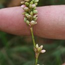 Persicaria maculosa GrayPersicaria maculosa Gray