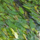 Potamogeton polygonifolius Pourr.Potamogeton polygonifolius Pourr.