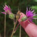 Cirsium palustre (L.) Coss. ex Scop.Cirsium palustre (L.) Coss. ex Scop.