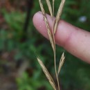 Brachypodium pinnatum (L.) Beauv.Brachypodium pinnatum (L.) Beauv.