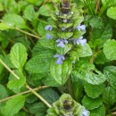 Ajuga reptans L.Ajuga reptans L.