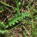 Cirsium filipendulum LangeCirsium filipendulum Lange