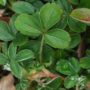 Potentilla montana Brot.Potentilla montana Brot.