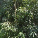 Pseudosasa japonica (Siebold & Zucc. ex Steud.) Makino ex Nakai 1925Pseudosasa japonica (Siebold & Zucc. ex Steud.) Makino ex Nakai 1925