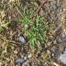 Plantago coronopus L.Plantago coronopus L.