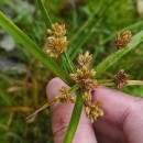 Cyperus eragrostis Lam.Cyperus eragrostis Lam.