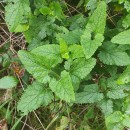 Scrophularia scorodonia L.Scrophularia scorodonia L.