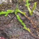 Lycopodiella inundata (L.) HolubLycopodiella inundata (L.) Holub