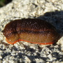 Arion sp. Férussac, 1819Arion sp. Férussac, 1819