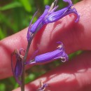 Hyacinthoides non-scripta (L.) Chouard ex Rothm.Hyacinthoides non-scripta (L.) Chouard ex Rothm.