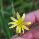 Lactuca virosa L. var. cruenta .Lactuca virosa L. var. cruenta .