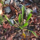 Plantago lanceolata L.Plantago lanceolata L.