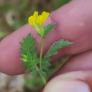 Ornithopus compressus L.Ornithopus compressus L.