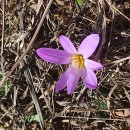 Colchicum montanum L.Colchicum montanum L.