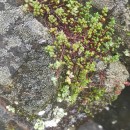 Sedum brevifolium DC.Sedum brevifolium DC.