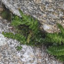 Asplenium marinum L.Asplenium marinum L.