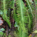 Struthiopteris spicant (L.) WeissStruthiopteris spicant (L.) Weiss