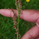 Rumex acetosa L. subsp. acetosaRumex acetosa L. subsp. acetosa