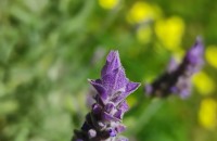 Lavandula dentata L.Lavandula dentata L.
