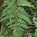 Dryopteris dilatata (Hoffm.) A. GrayDryopteris dilatata (Hoffm.) A. Gray