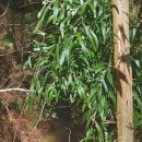 Acacia melanoxylon R.Br.Acacia melanoxylon R.Br.