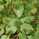 Sambucus nigra L.Sambucus nigra L.