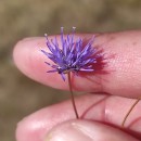 Jasione montana L.Jasione montana L.