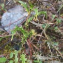 Carlina hispanica Lam. subsp. hispanica .Carlina hispanica Lam. subsp. hispanica .