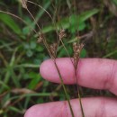 Juncus tenuis Willd.Juncus tenuis Willd.